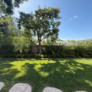 Privacy Hedge Landscaping with Clean Lawn Edging | Thousand Oaks Backyard Upgrad
