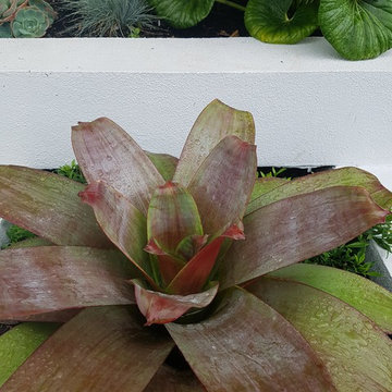 Koraha front garden