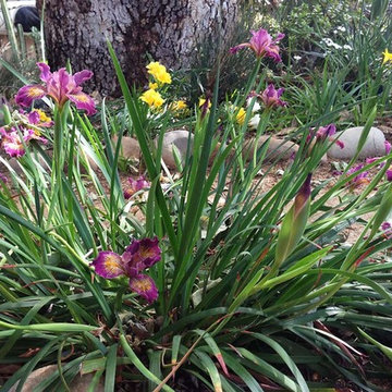 2018 Native Plant Garden Tour