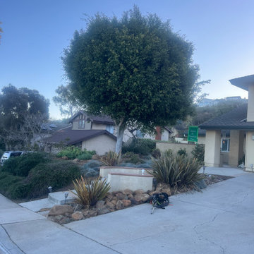 Tree Care