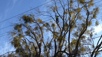 Mistletoe Removal: Before