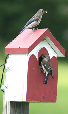 Just Purchased a New Bluebird House