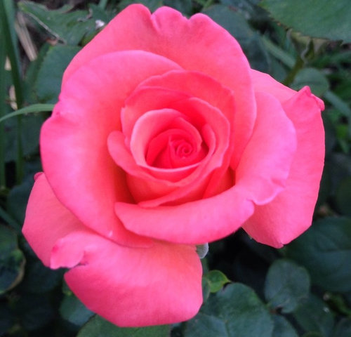 Hordes Roses Tell about your Kordes Roses