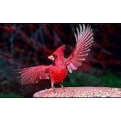 Kimberly Blumberg's photo