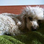 Foto de Nancy Congleton