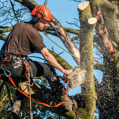 Smiles Tree Care Inc