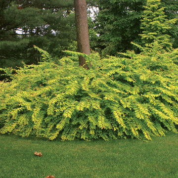 Dream Catcher™ Beauty Bush
