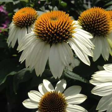 A Few of Our Plant Offerings