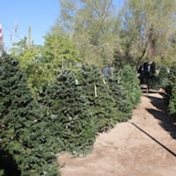 Christmas Trees - Outdoor Products
