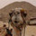 hammad_h