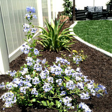 Landscape Ideas