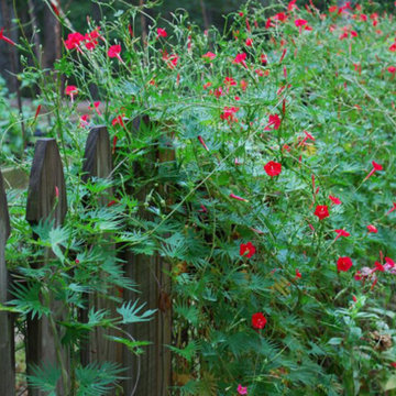 Plants