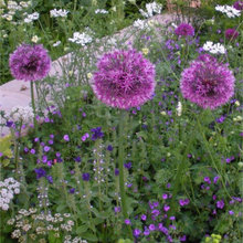 plants