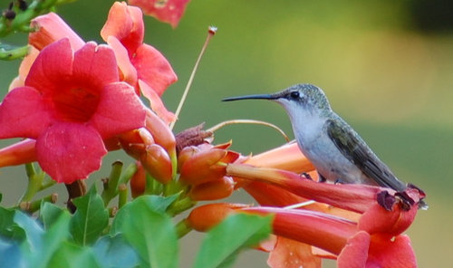 Hummingbirds at Trumpet Vine