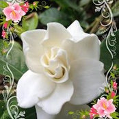Donnelle Andrews's photo