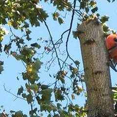Albany Tree Service