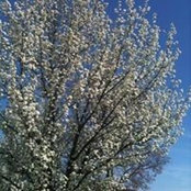 Lois Rockwell-Carr's photo