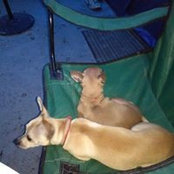 Foto von CindyLou Brown