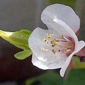Foto von Pam Griffiths