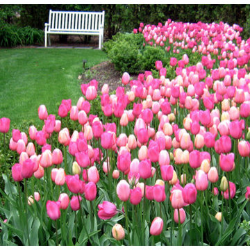 Beds and Borders
