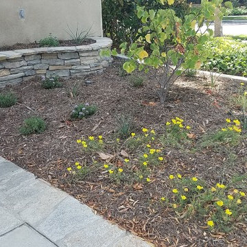 Garden Refresh In Irvine