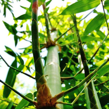 Bamboo Retreat