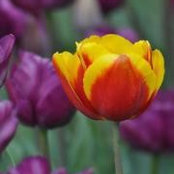 Paula Ryan's photo