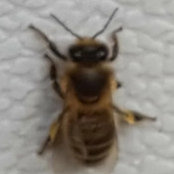 wonderful bees's photo
