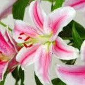 col cans billede