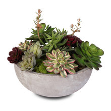 Plants