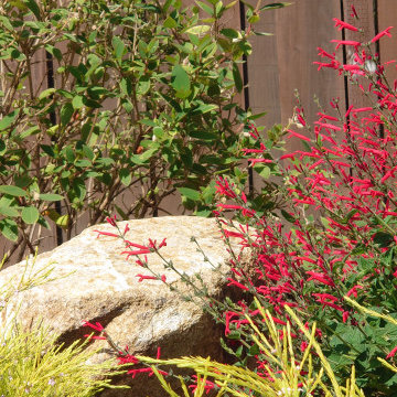 DESIGN TO COMPLIMENT MAPLE TREES
