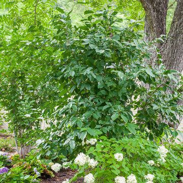 Modern Woodland