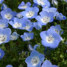 Wildflower Seed 2021
