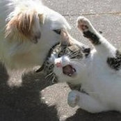 Danilo Prnjat's photo