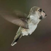 Josh Gross's photo
