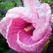 Beth Jeffress's photo