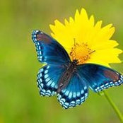 Anick Lambert's photo