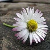 Joanne Coupar's photo
