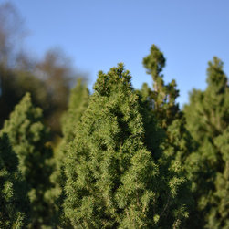 Current Featured Plants - Products