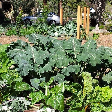 Edible Landscape and xeriscape