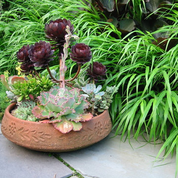 Medicinal Herb Garden