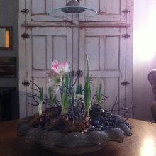 Enjoying Spring bulbs through the winter season.