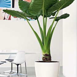 Modern Planter - Products