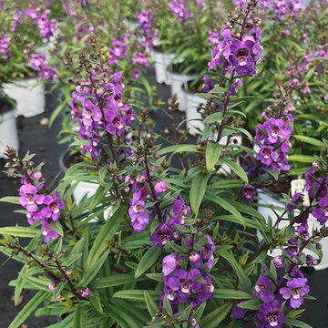 Current Featured Plants