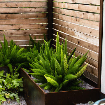 Rosedale Modern Courtyard