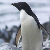Cindy Armao-Koelling's photo