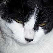 Photo de Pats ForPaws