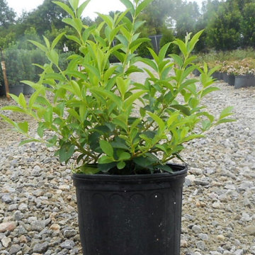 Wholesale Nursery