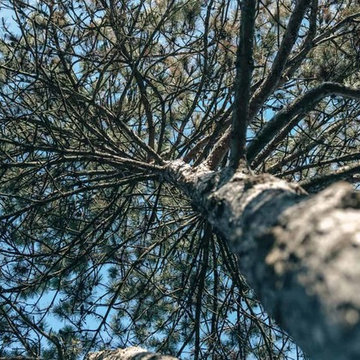 BAC Trees