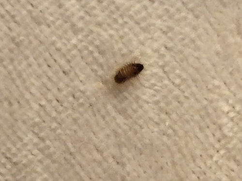 What Is This Bug